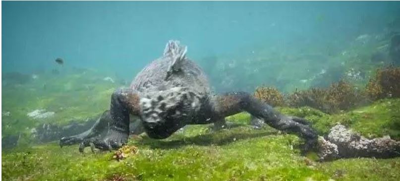 潜水者拍到哥斯拉怪兽现身太平洋! 身长两米,竟然吃素