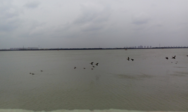 宝山陈行-宝钢水库市级重要湿地 王吉衣拍摄_副本.jpg 宝山陈行-宝钢水库市级重要湿地 王吉衣拍摄_副本.jpg