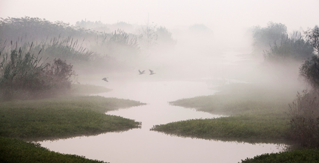 崇明北湖市级重要湿地 黎军拍摄_副本.jpg 崇明北湖市级重要湿地 黎军拍摄_副本.jpg