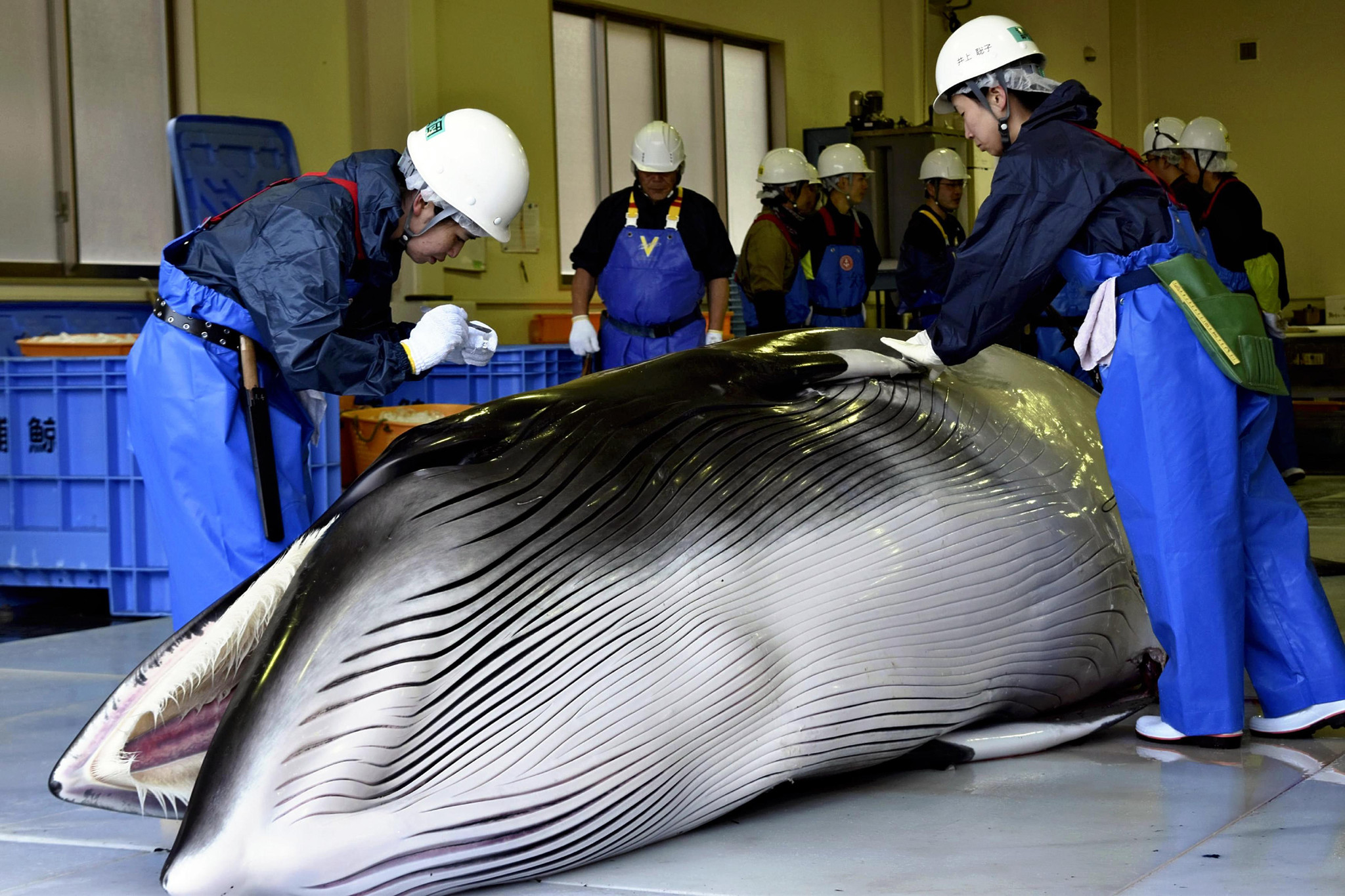 La ONU frena la caza de ballenas con fines científicos de Japón ...