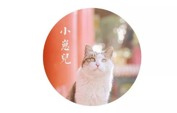 一年 30 多趟故宫，她拍的「故宫猫」每1张都萌到犯规！