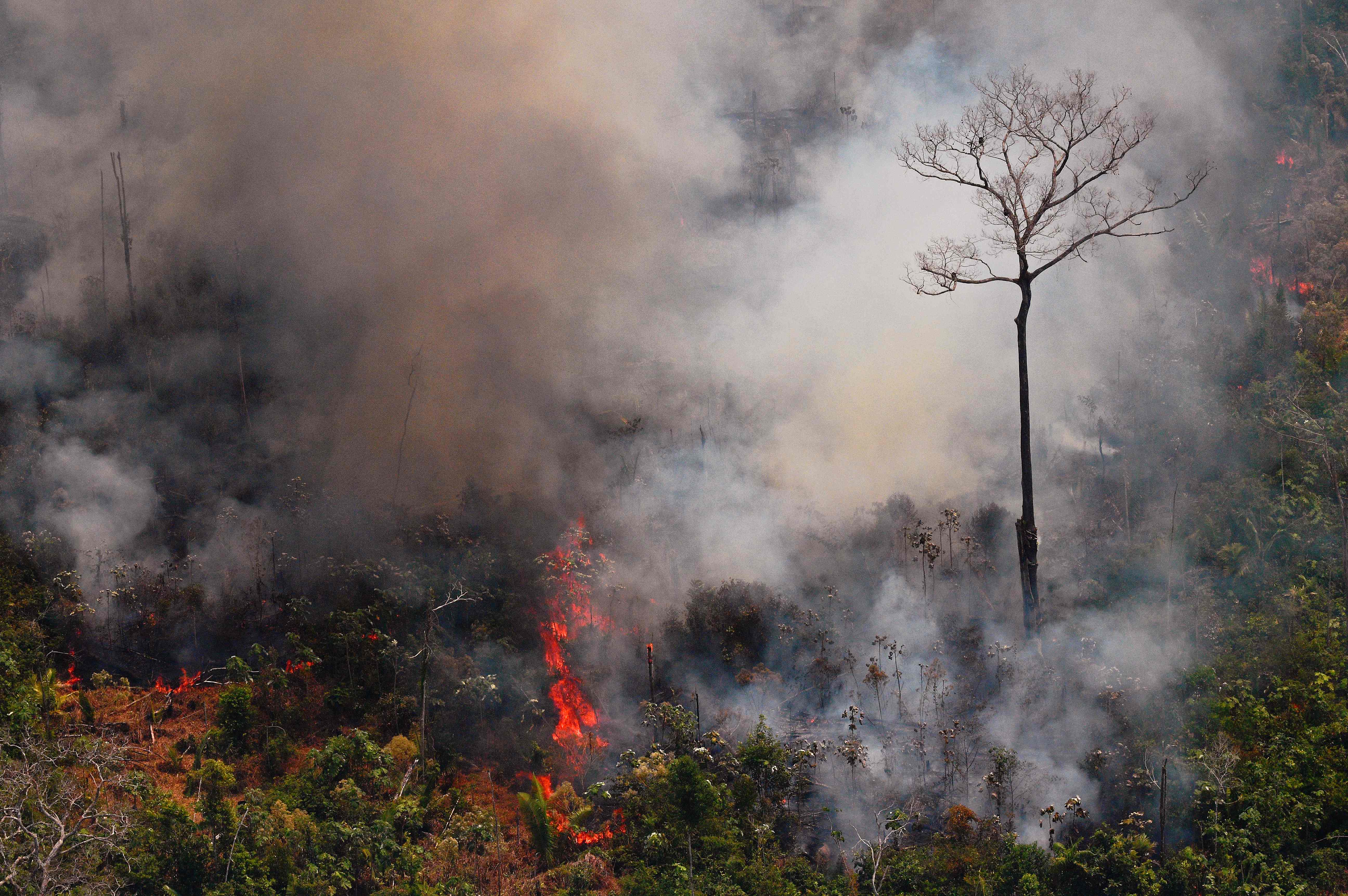 亚马逊森林大火 亚马逊森林大火动图