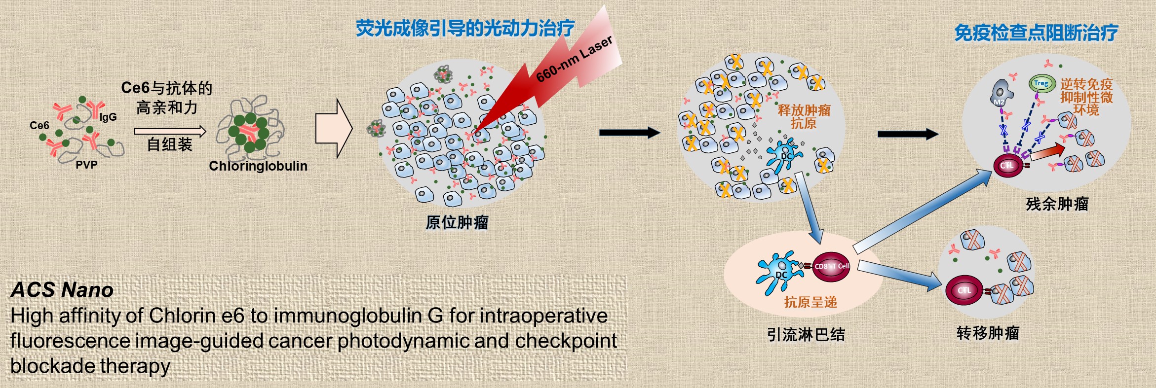 復旦大學課題組在癌症光動力聯合免疫檢查點阻斷診療一體化製劑研究