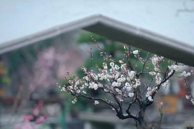 今日元宵节！一起居家“云”游古猗园，看彩灯、赏梅花吧~