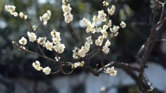 今日元宵节！一起居家“云”游古猗园，看彩灯、赏梅花吧~