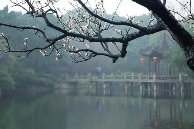 今日元宵节！一起居家“云”游古猗园，看彩灯、赏梅花吧~