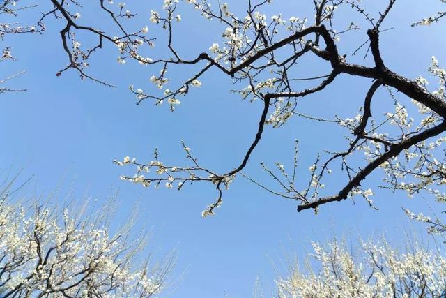 今日元宵节！一起居家“云”游古猗园，看彩灯、赏梅花吧~