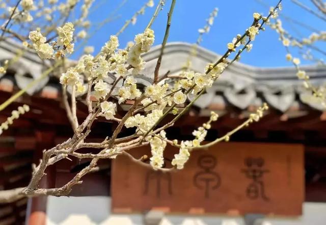 今日元宵节！一起居家“云”游古猗园，看彩灯、赏梅花吧~