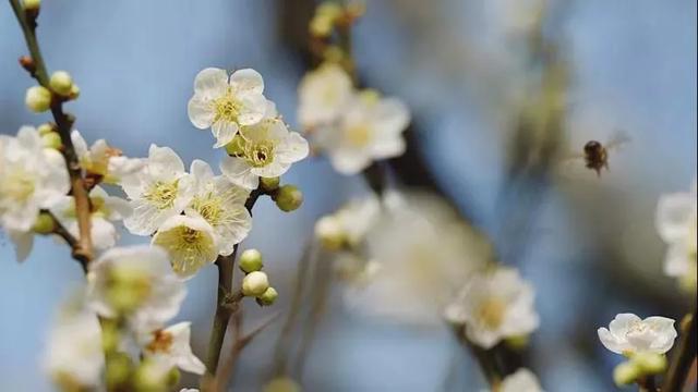 今日元宵节！一起居家“云”游古猗园，看彩灯、赏梅花吧~