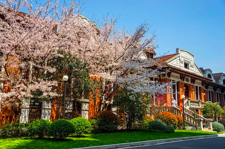 满树樱花等你凯旋瑞金医疗队将返沪队长胡伟国没有生而勇敢只是选择