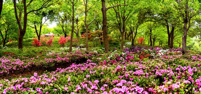 人间四月天 滨江森林公园杜鹃花开出最美花季