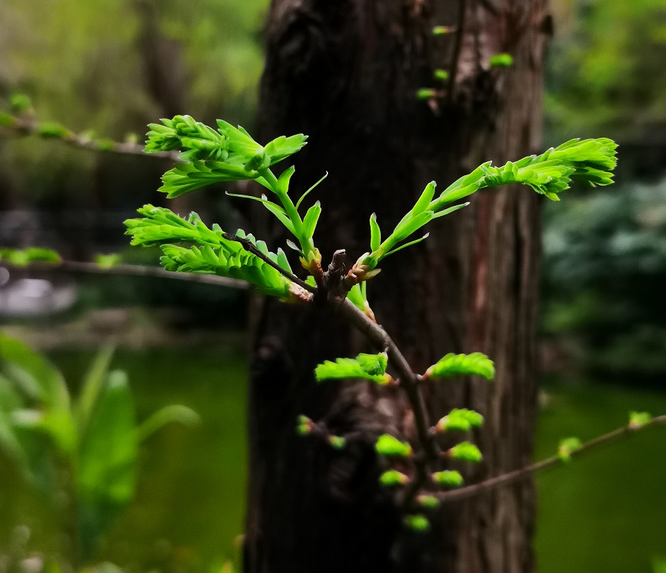 唐池子水杉.jpg 唐池子水杉.jpg
