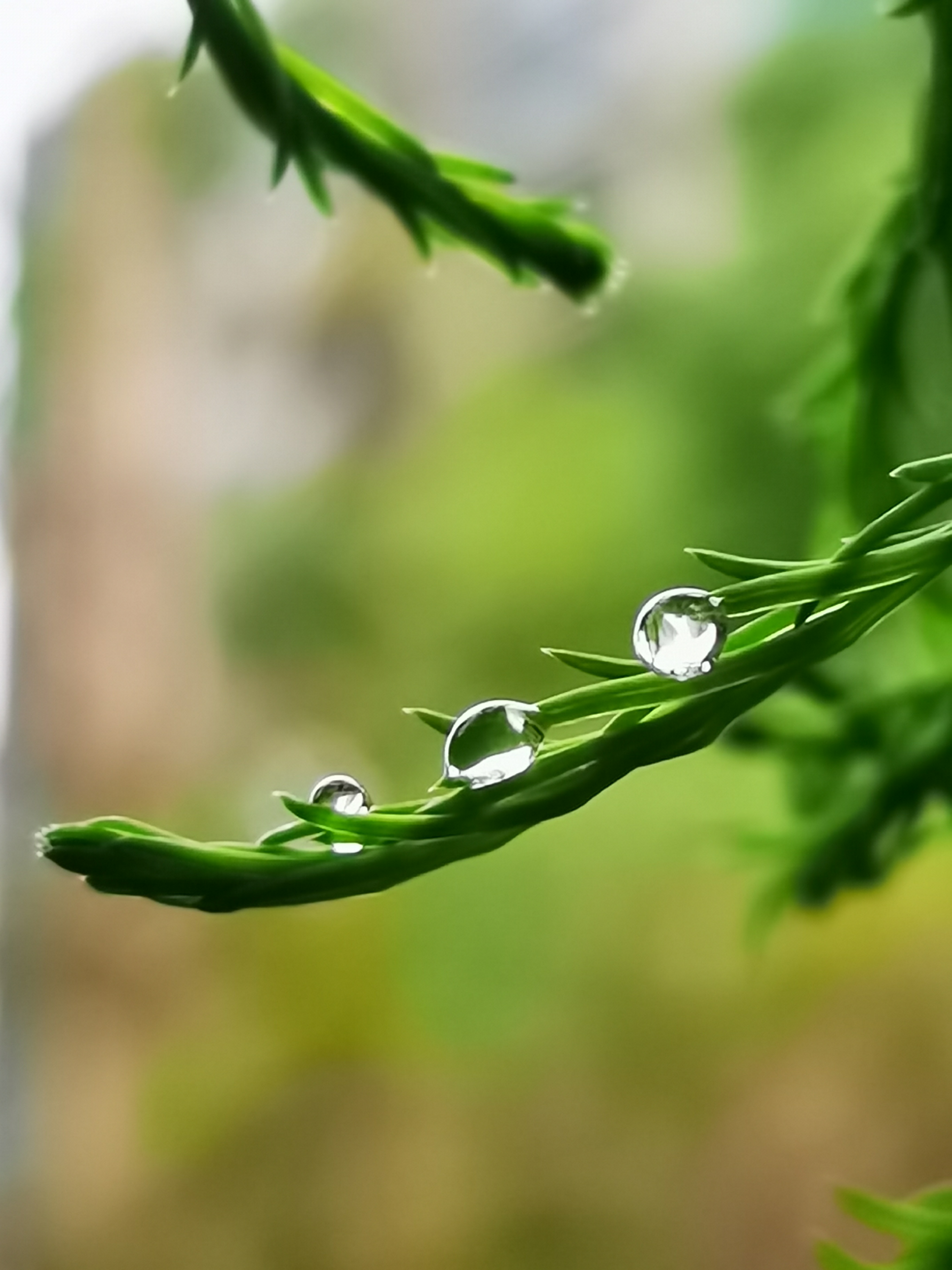 唐池子水杉露珠.jpg 唐池子水杉露珠.jpg