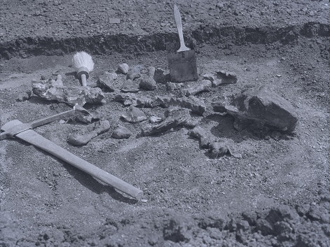 红土坡全架化石1929 副本.jpg