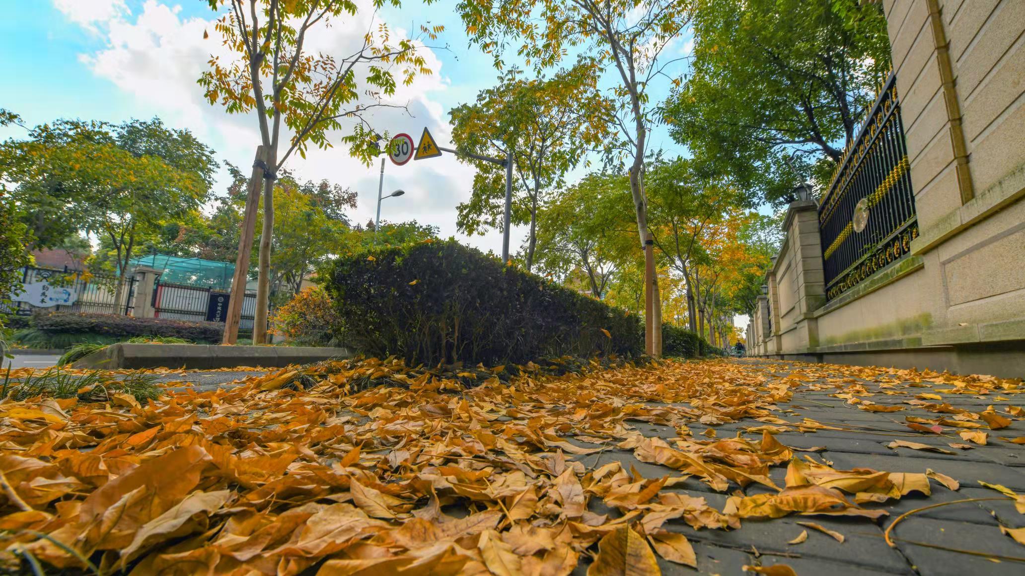 实拍！落叶不扫的上海马路有多美？像秋天的童话一样…|上海_新浪新闻