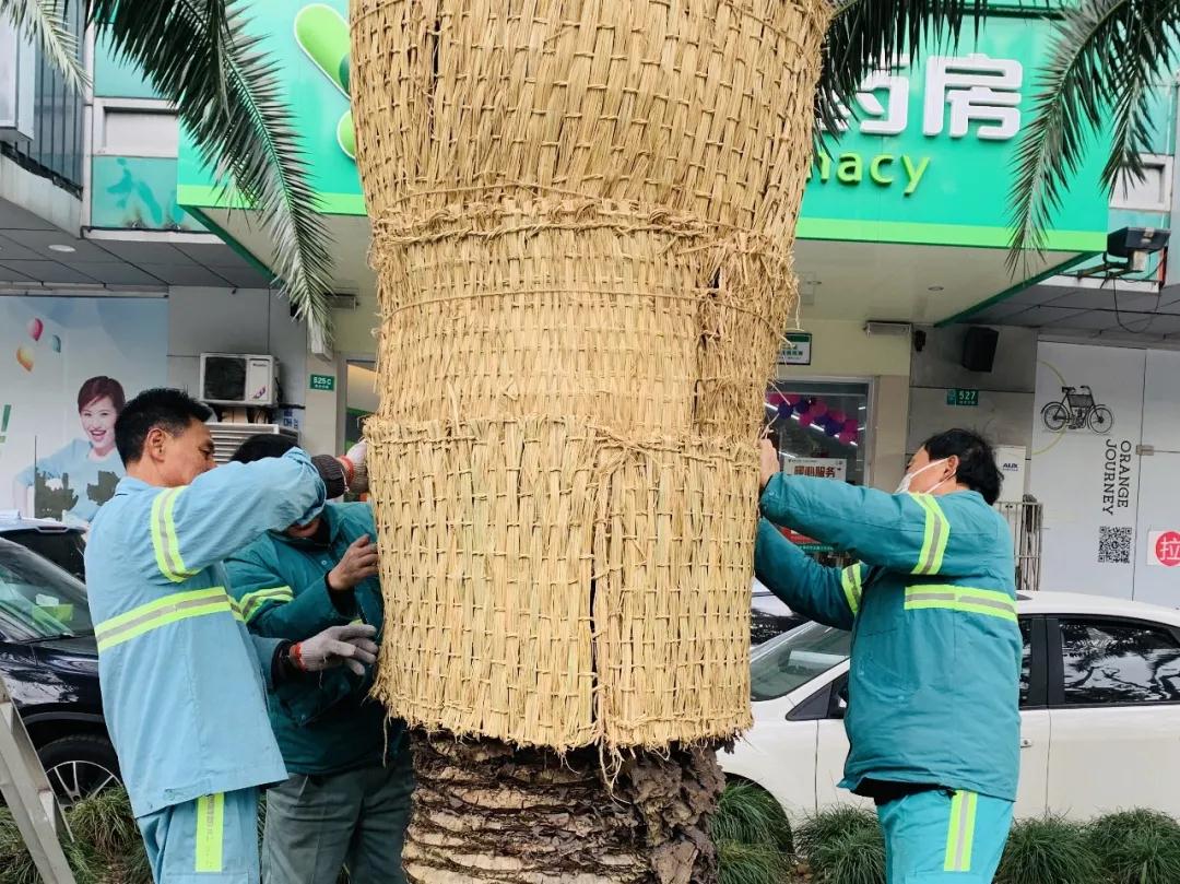 绿化部门给植物穿上了“冬衣” (3).jpg