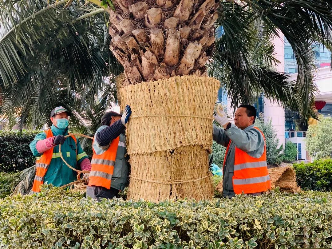 绿化部门给植物穿上了“冬衣” (1).jpg