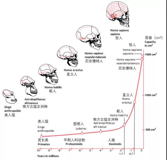 基於古靈長類動物和早期原始人化石顱骨內