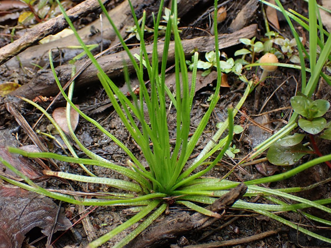 nei  250f39b41a82689_副本.png