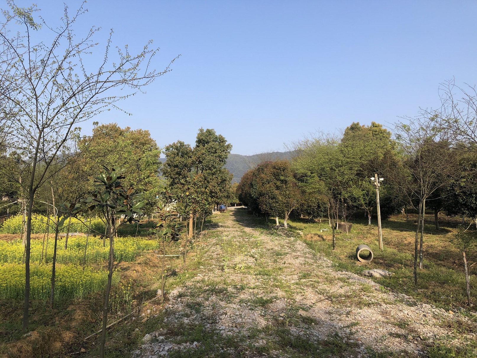 张蛰：居所旁通往山里的路，起初很宽敞。.jpg