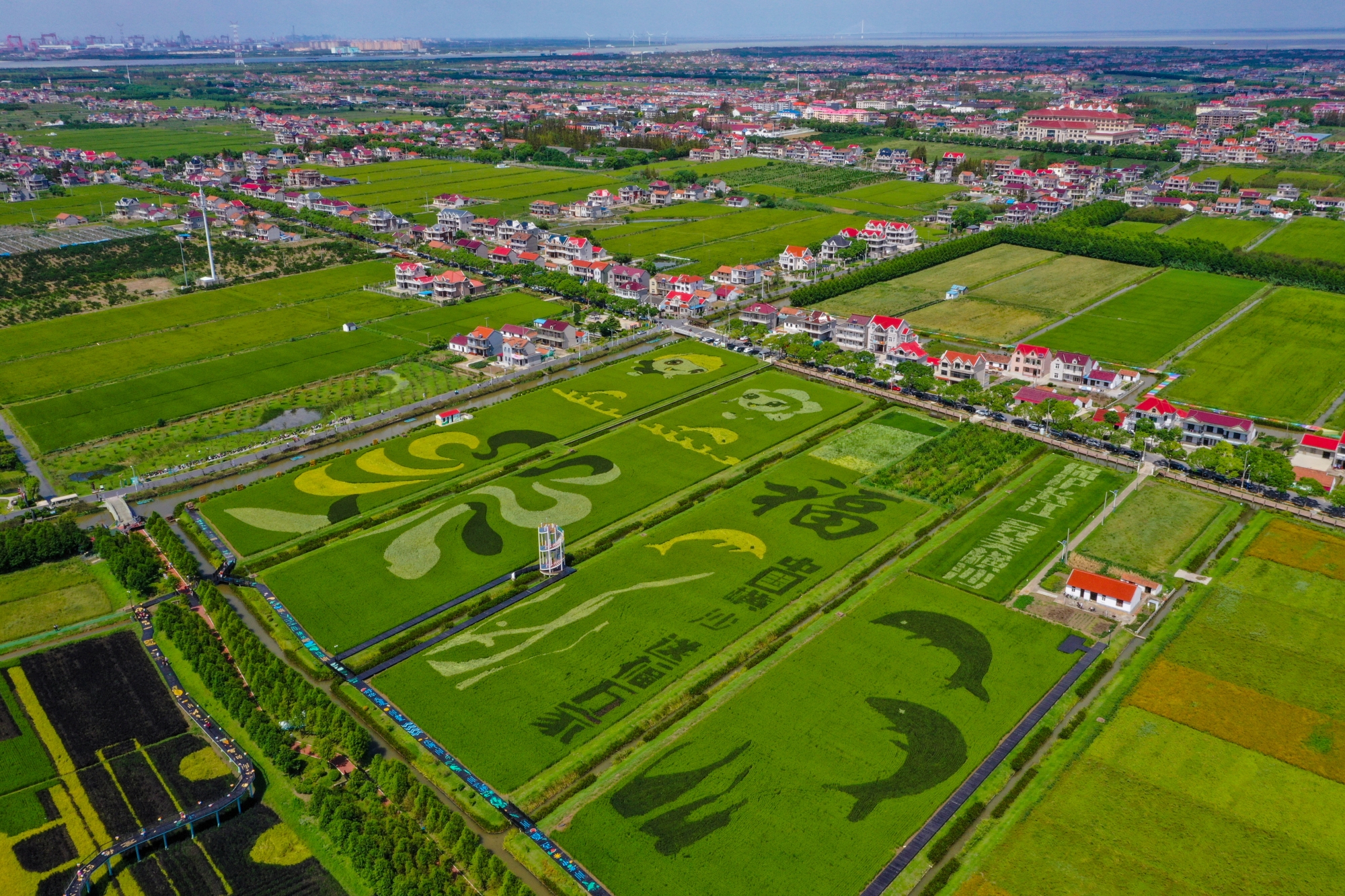 横沙乡丰乐村海岛艺术田园中,各方来客齐聚一堂,共享五谷丰登之喜悦.