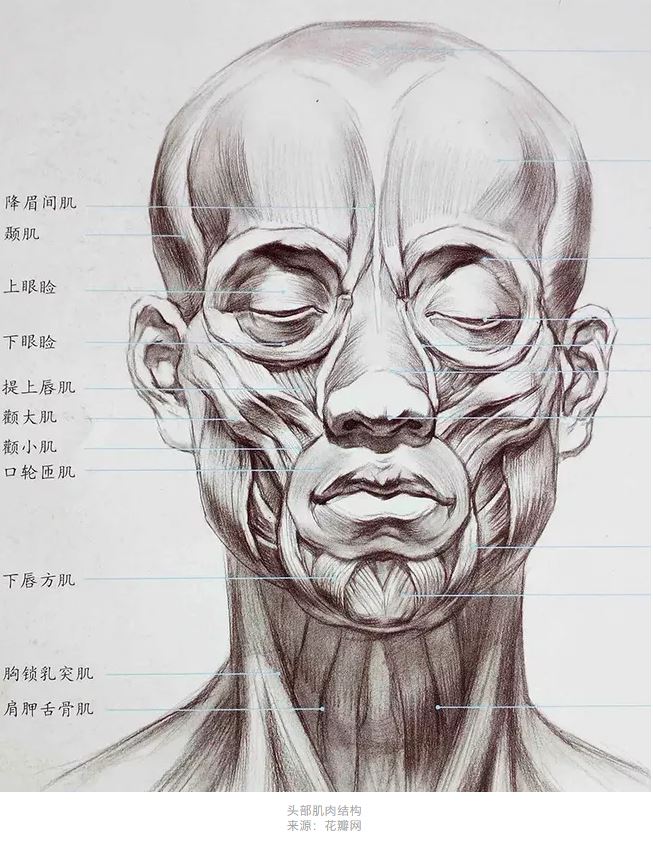 人像可以看作这些肌肉舒张,收紧或扭曲最终在面部的投影