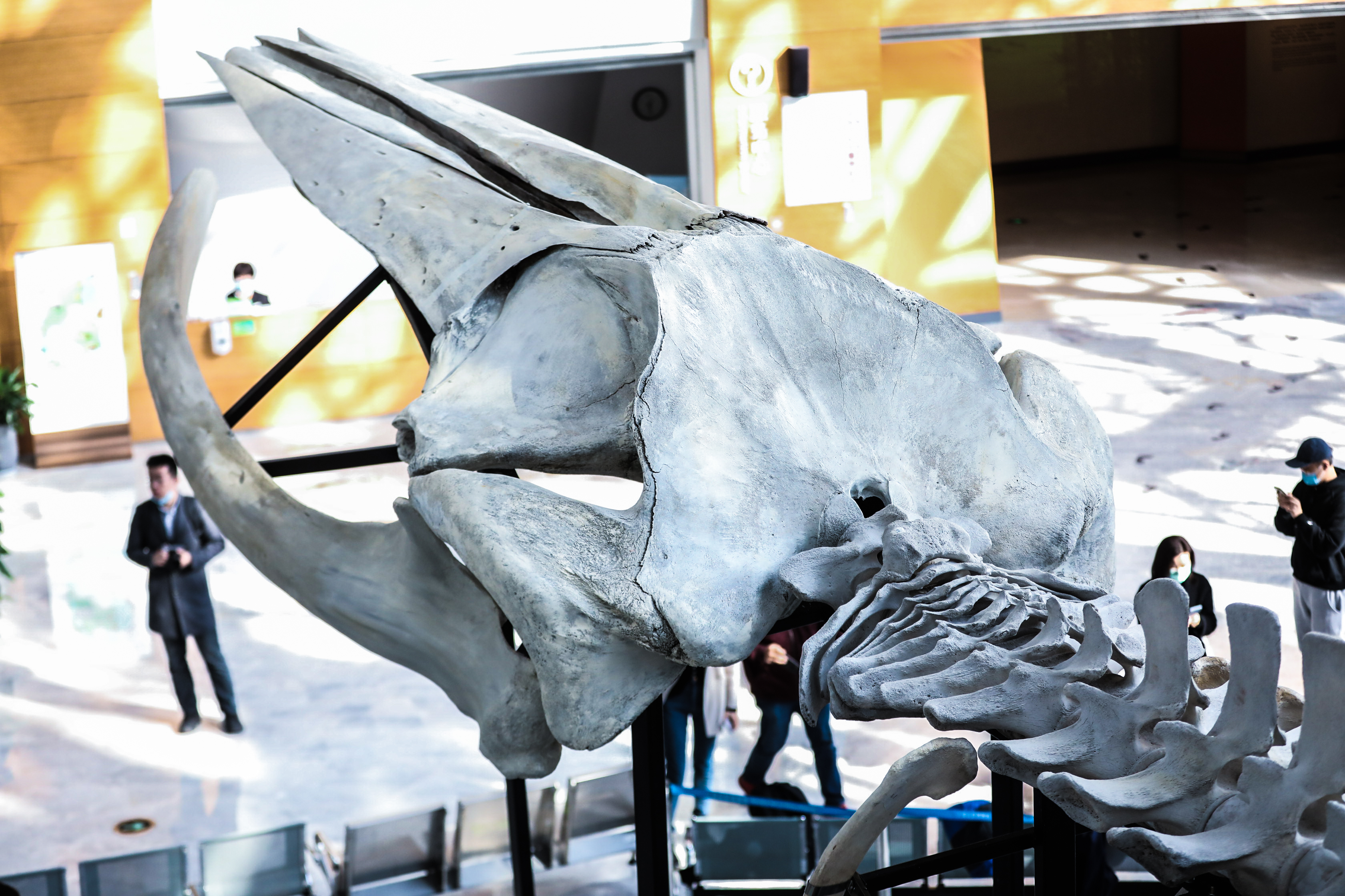 视频长24米重3吨上海自然博物馆搭建完成中国最长的长须鲸骨骼标本