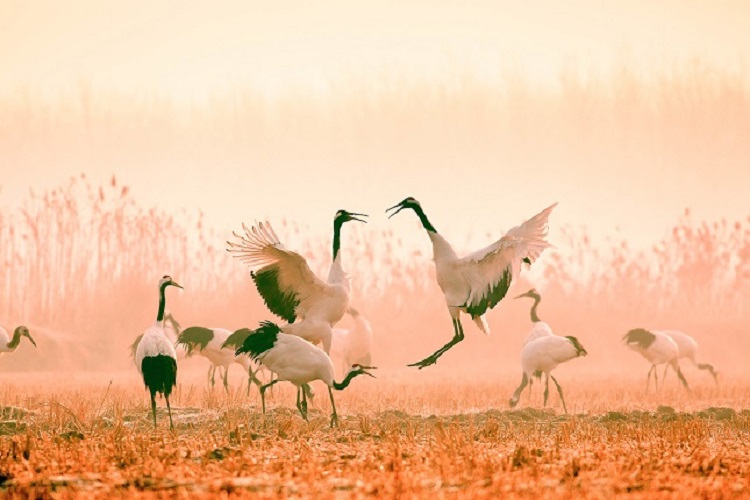 3盐城沿海滩涂湿地每年都吸引珍禽丹顶鹤越冬 场面壮观,风景美.jpg 3盐城沿海滩涂湿地每年都吸引珍禽丹顶鹤越冬 场面壮观,风景美.jpg