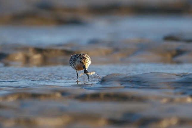166独享美餐(勺嘴鹬).jpg 166独享美餐(勺嘴鹬).jpg