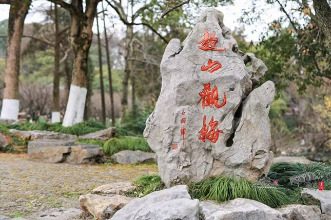 赏宋梅逛塘栖杭州超山千年梅花有约