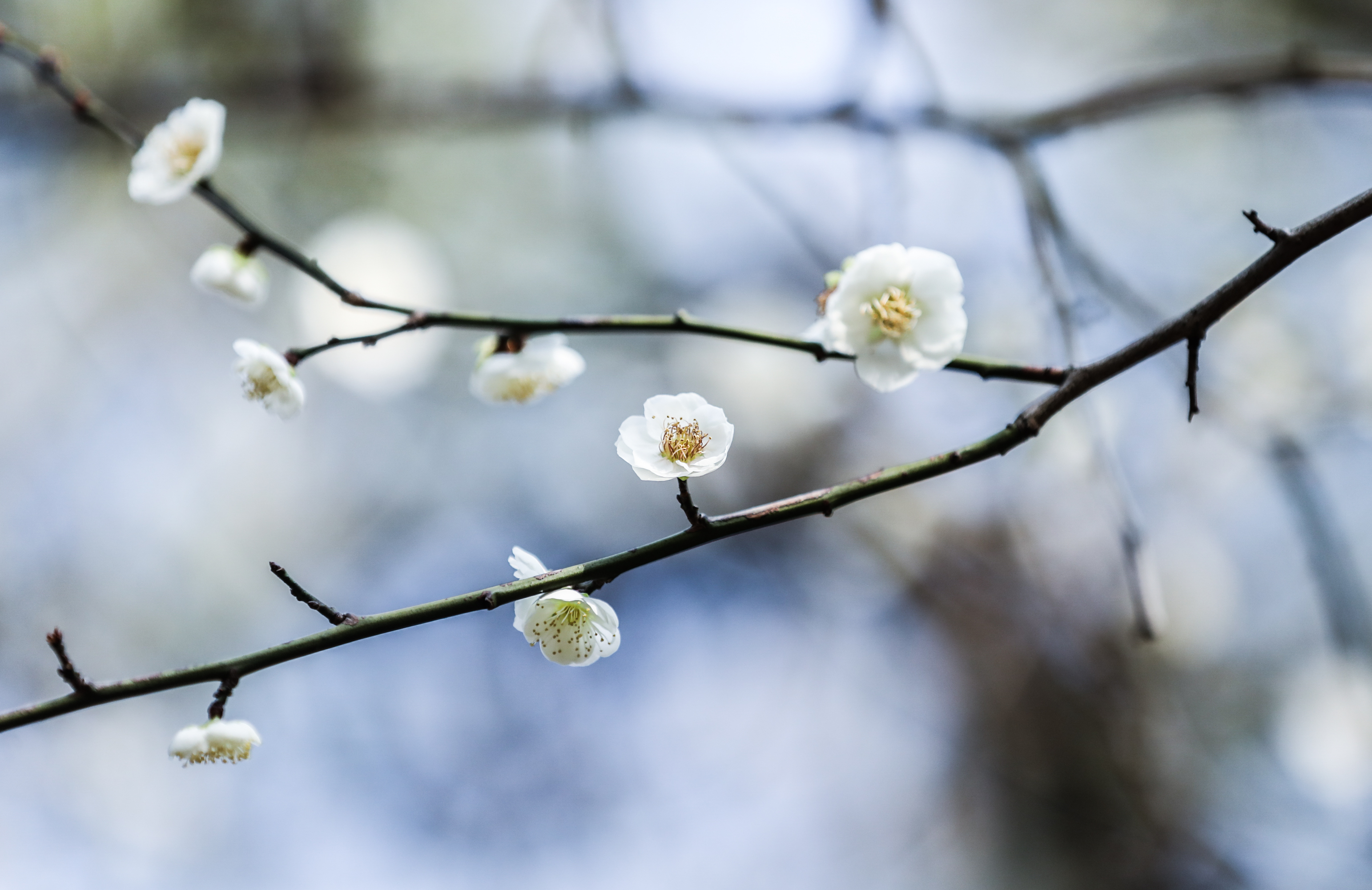 视频踏春赏梅正当时世纪公园梅花进入盛花期