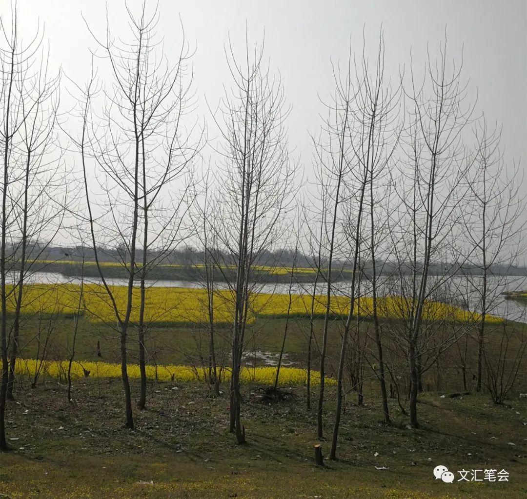 舒飞廉：树林油菜.jpg