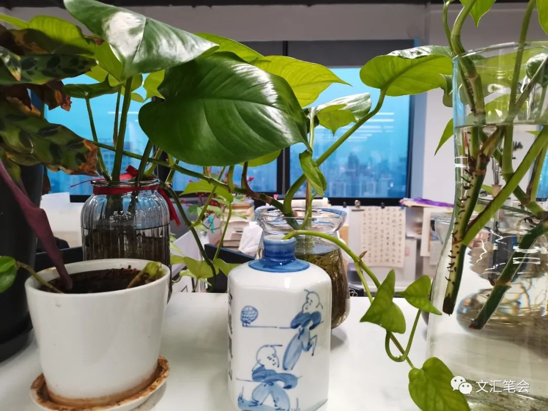 菡萏配图：室内绿植.jpg
