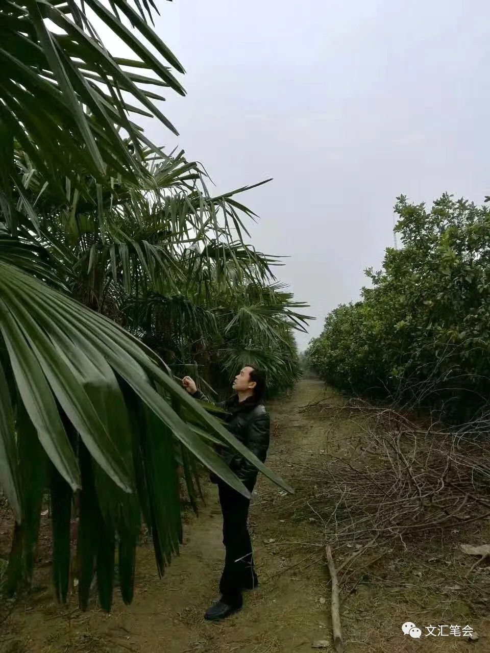 菡萏配图：棕榈树.jpg
