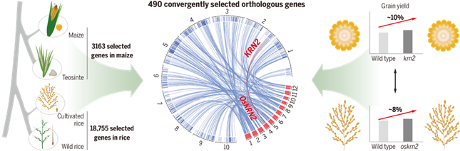 图1:玉米和水稻趋同选择的分子机制.png