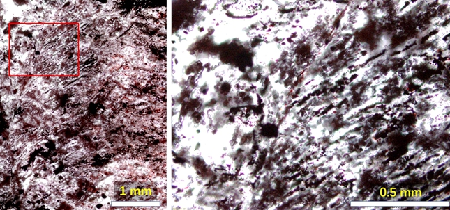 压题:新发现的NSB赤铁矿化树枝状化石与局部放大图_副本.jpg 压题:新发现的NSB赤铁矿化树枝状化石与局部放大图_副本.jpg