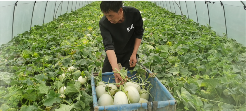 超市玉菇瓜.png