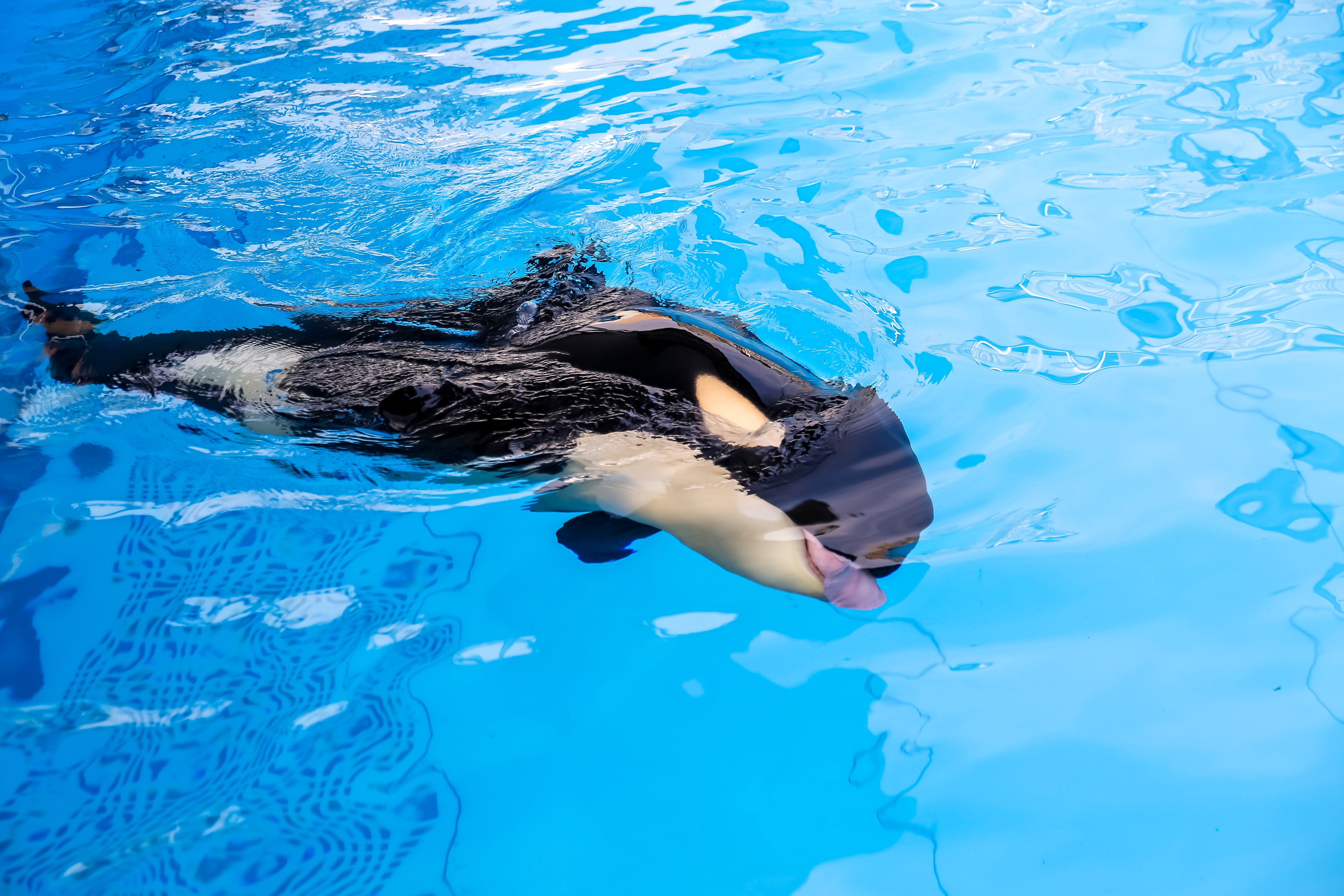 端午节起上海海昌海洋公园免费限流开放8天首例沪籍虎鲸宝宝即将亮相