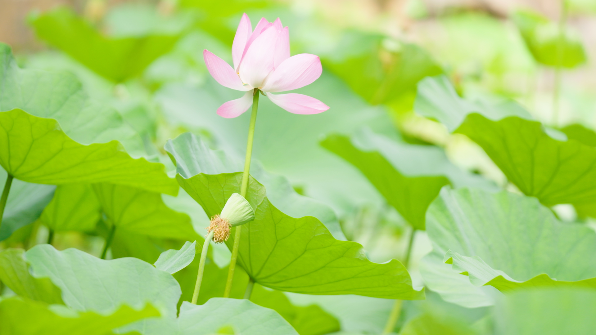 最佳赏荷期已至来这里感受浓浓的夏日气息