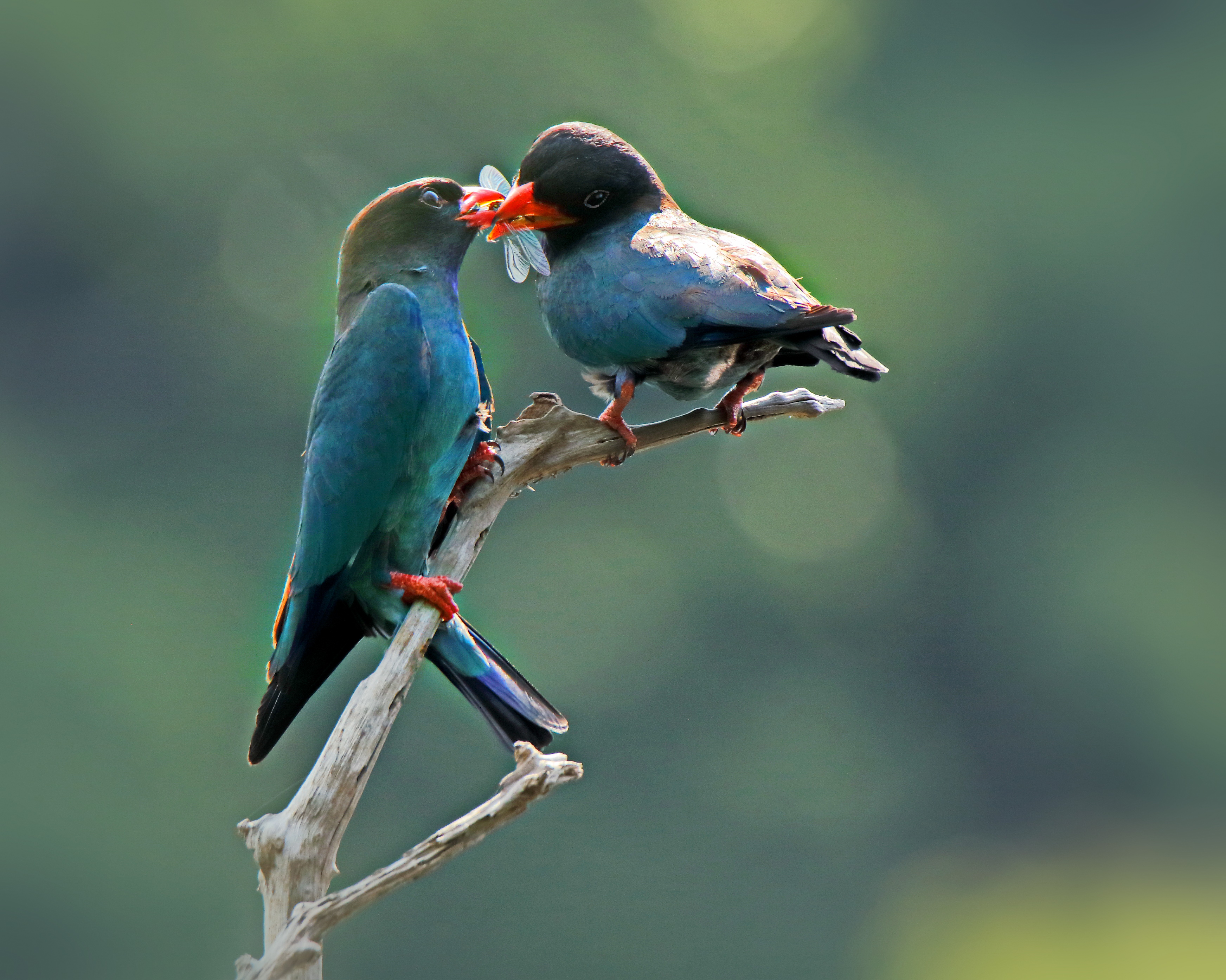 沪明两地鸟类摄影展在上海开幕