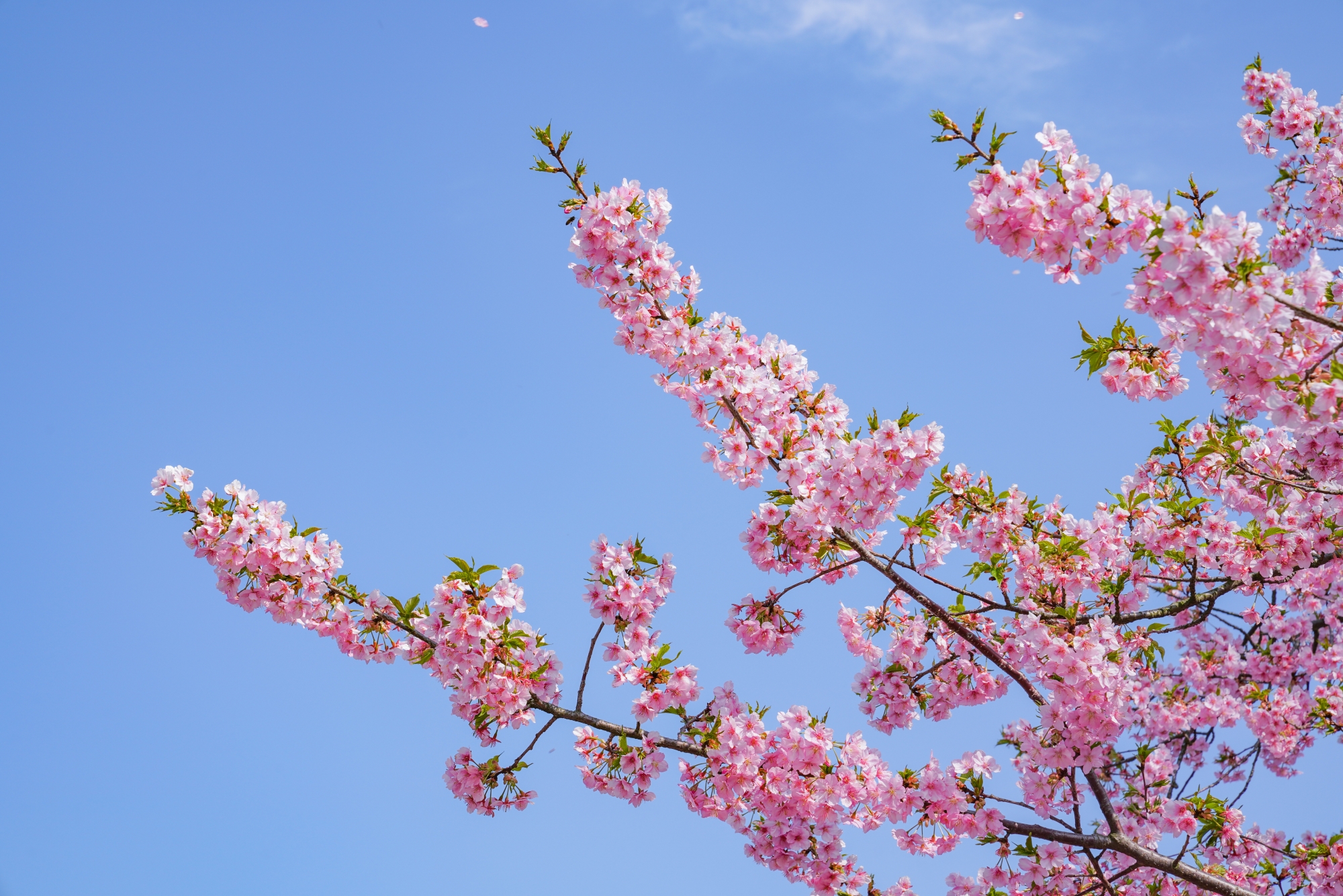 享受樱花之旅来辰山植物园赏樱露营吧