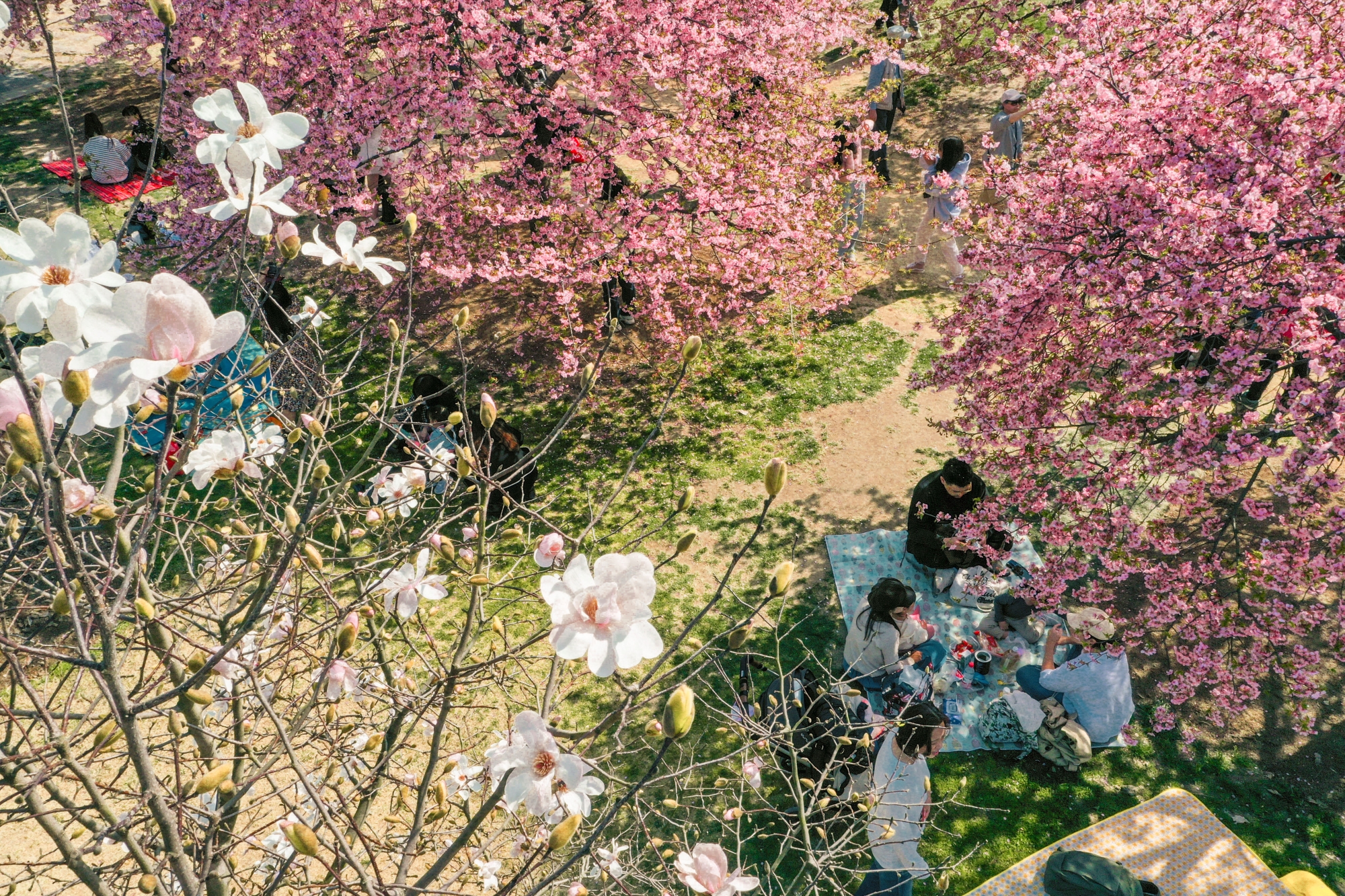 享受櫻花之旅來辰山植物園賞櫻露營吧