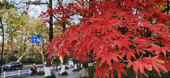 内 50ca33df73e134_副本.jpg