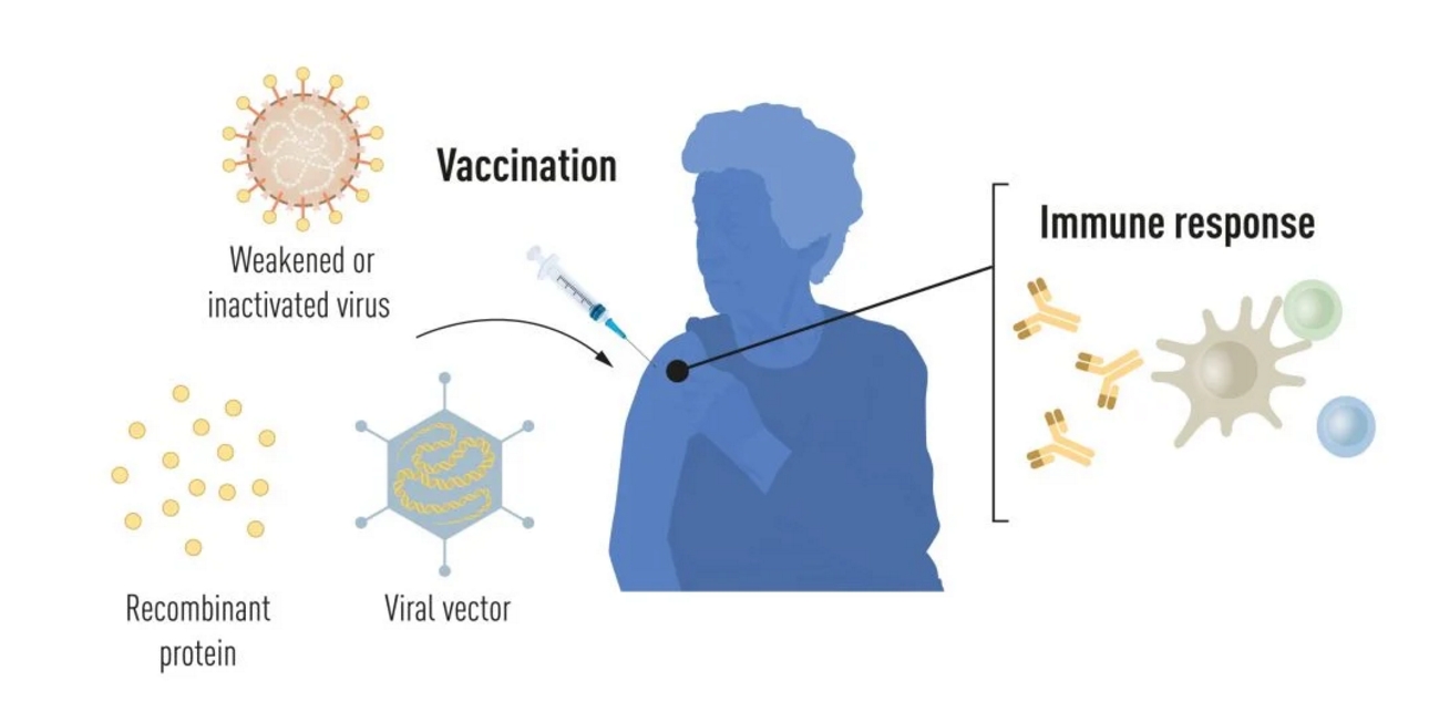 因新冠“一战成名”，对mRNA的研究这才开始| 解读2023年诺贝尔生理学或医学奖